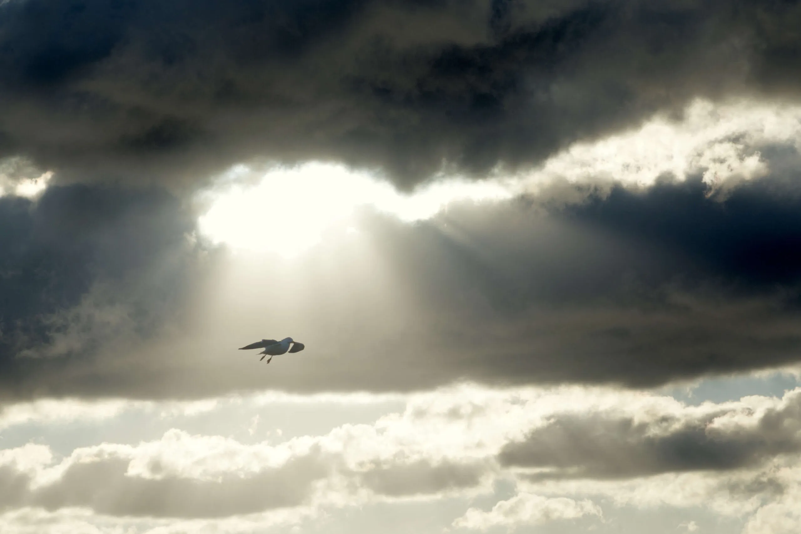 Gabbiano in volo attraversa un raggio di luce tra nuvole scure.